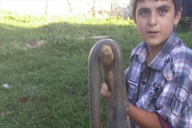 13 yaşında dev yılanı öldürdü