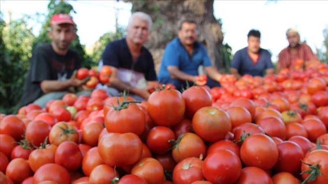 Rusya Türkiye´den domates ithalatını 2 kat artırıyor