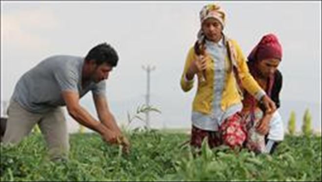 Mevsimlik tarım işçileri Konya Ovası´nda mesaide