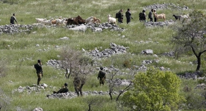 İsrail Filistinlilerin Arazilere El Koydu, Adı Yerleşimci Sivil İşgalciler Filistinlilerin Zeytin Ağaçlarını kesti 