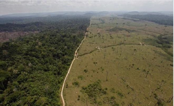 Amazon ormanları raporu hazırlayan ajansın başkanı görevinden ayrıldı