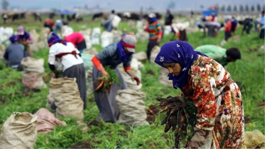 Mevsimlik tarım işçilerinin günlük ücretleri yüzde 17,1 arttı..