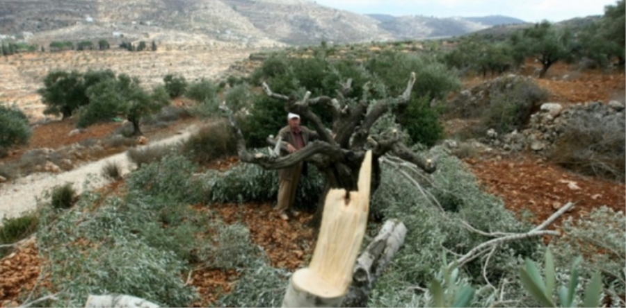 Sivil İşgalci Siyonist Yerleşimciler Filistinlilere Ait Zeytin Ağaçlarını Kesti..