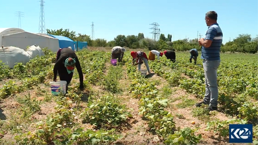 Mevsimlik Kürt işçiler zor şartlarda çalışıyor