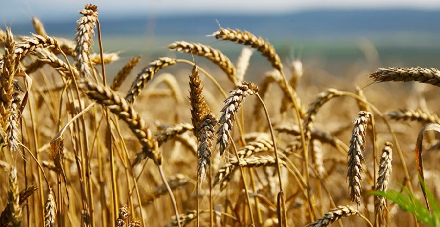 Buğdayın anavatanı Türkiye ithalatta dünya birincisi oldu