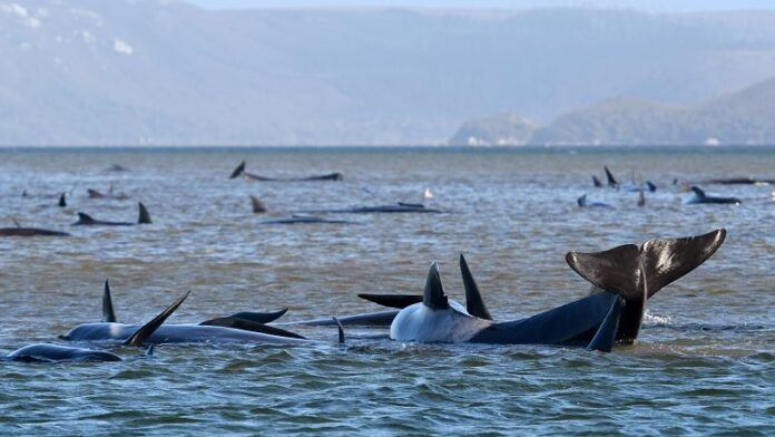 275 balina sığ sularda mahsur kaldı..