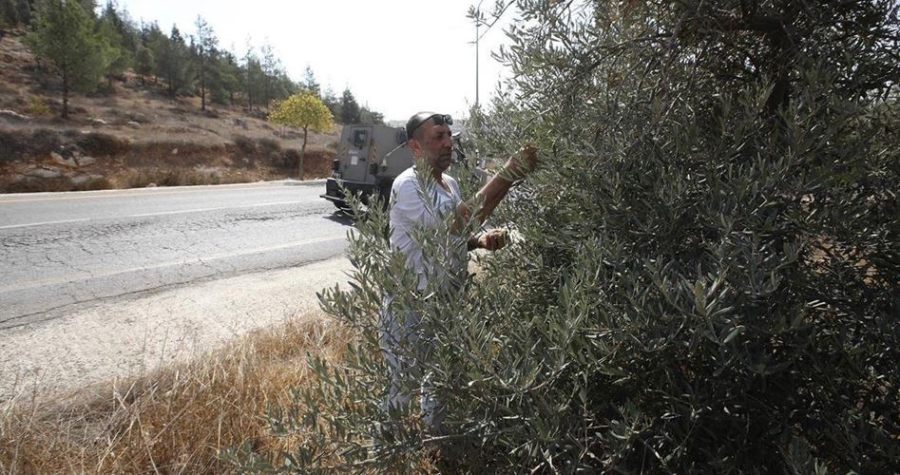 İsrailli Yerleşimciler Filistinlilerin Zeytin Ağaçlarına Zarar Veriyor, Hasadı Çalıyor