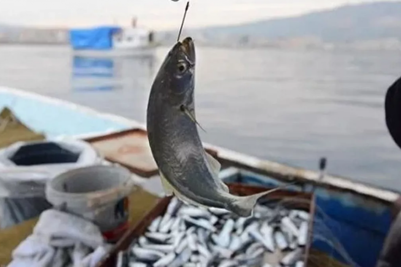 Balık avı başladı ama kafa karışıklığı sürüyor: Müsilajlı denizden çıkan balıkların yenmesinde sorun olmaz diyen de var, tersini iddia eden de