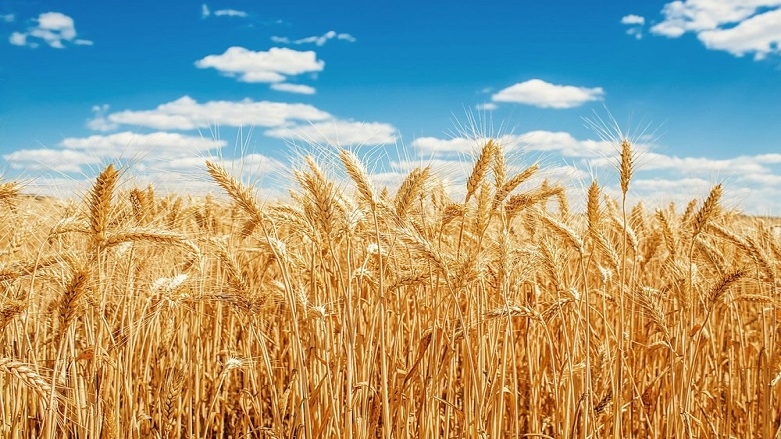 ‘Küresel buğday arzı tehlike altında’