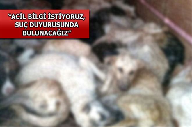 Köpek katliamı skandalı büyüyor