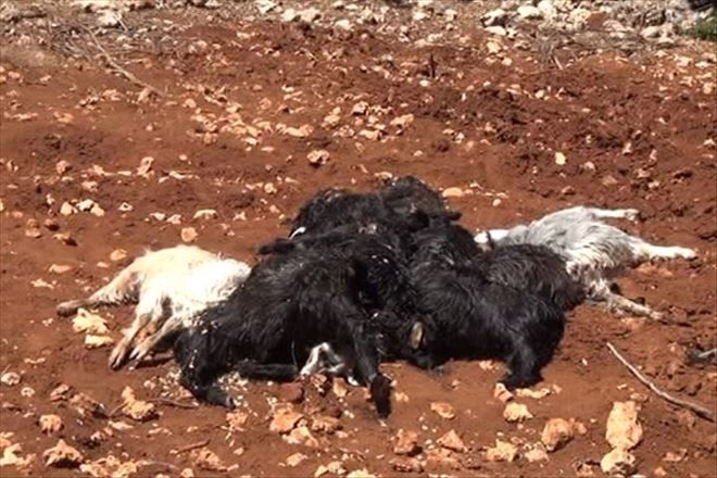 Kurbanlıkların üzerine yıldırım düştü