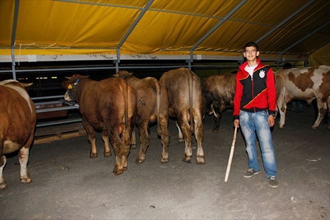 Kurbanlıklar İstanbul´a gelmeye başladı