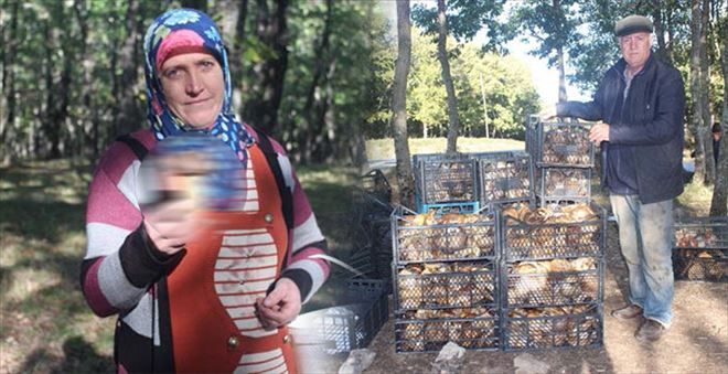 Bolet mantarı köylünün geçim kaynağı oldu