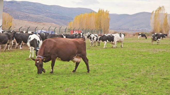 Besiciye yeni destek