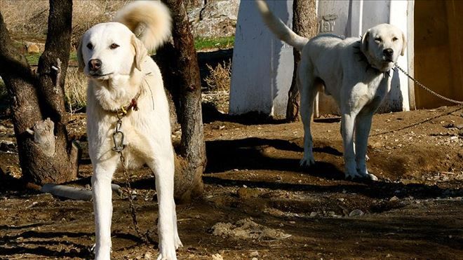 İstanbul´un asayişi ´Akbaş´lardan sorulacak