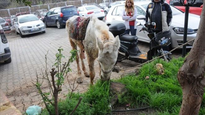 Gaziantep´te kuyruğunu kesip, kırbaçla kör ettikleri atı sokağa attılar