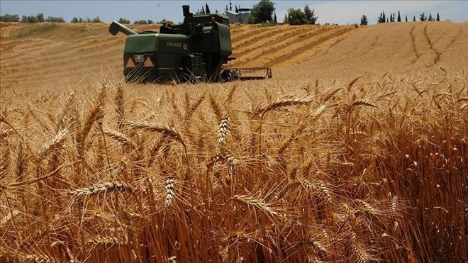 ´Türkiye buğdayda kendine yetiyor´