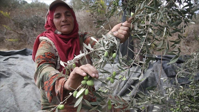 BATI ŞERİA´DA ZEYTİN HASADI VE YAHUDİ YERLEŞİMCİ SORUNU