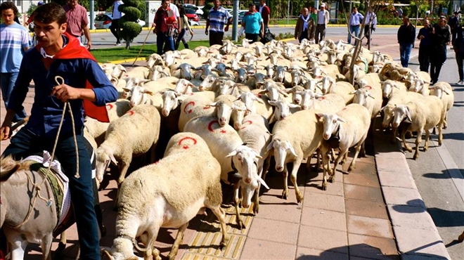  ÇOBANLAR KOYUN SÜRÜSÜYLE CADDELERDEN GEÇTİ