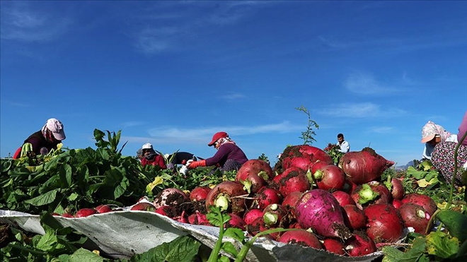 Turp diyarında hasat başladı