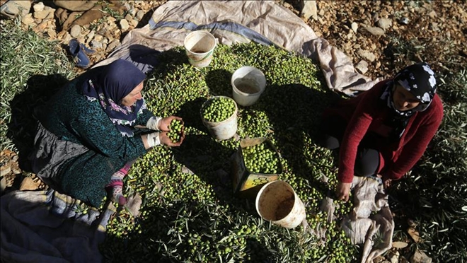 AFRİN´DE ZEYTİN HASADI BAŞLADI