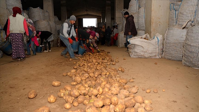 Sertifikalı Ahlat patatesi tohumları yurt dışı pazarında