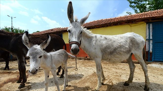 AT VE EŞEKLERE KİMLİK GELİYOR