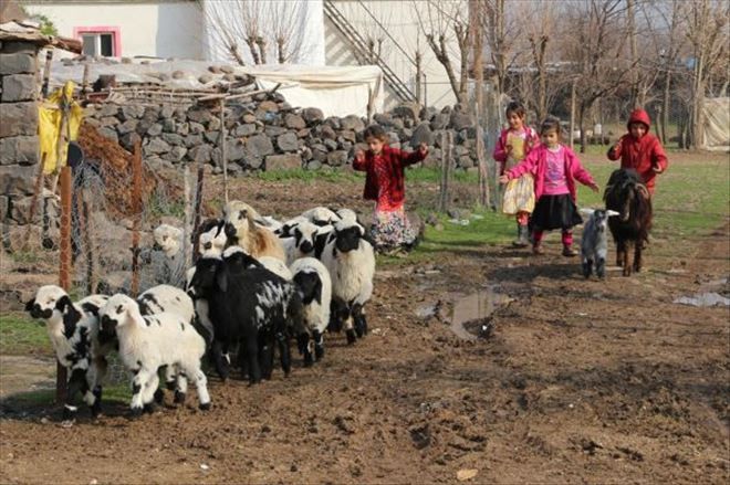 BAHARIN MÜJDECİSİ KUZULAR DOĞMAYA BAŞLADI