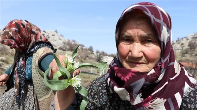 DAĞDAN TOPLANAN OTLAR KADINLARIN GELİR KAPISI OLDU