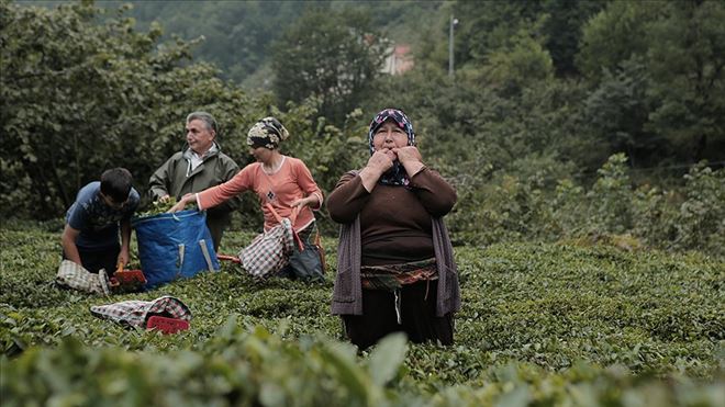 KUŞ DİLİNİN ALFABESİ OLUŞTURULACAK