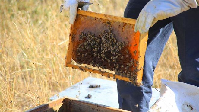 YAYLA YASAĞININ KALKMASI ARICILARI SEVİNDİRDİ