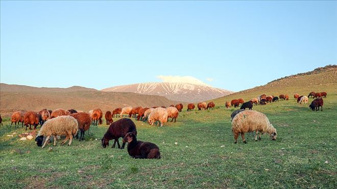 DOĞU ANADOLU´DA KOYUNLARA YAYLA TRAŞI