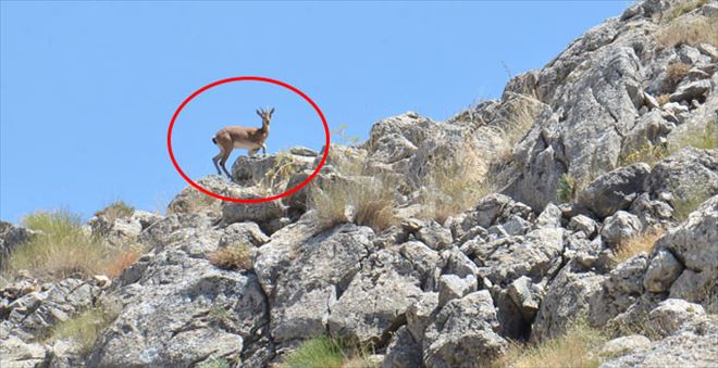 Anadolu yaban keçileri, 100 yıl aradan sonra ilk kez görüntülendi