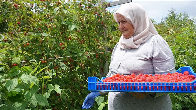 TİKA´NIN SIRBİSTANDA´Kİ AHUDUDU ÇİFTLİKLERİNDE HASAT ZAMANI