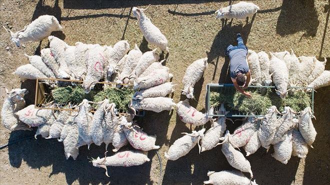 TZOB´dan kurbanlık hayvan sayılarına ilişkin açıklama