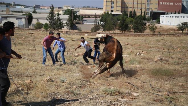 Kaçan kurbanlıklar zor anlar yaşattı
