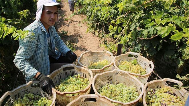 Türkiye´nin yaş üzüm ihracatı yüzde 43 arttı