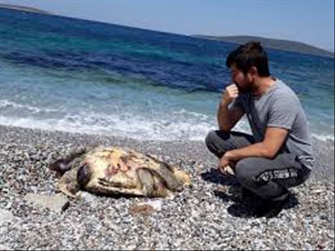  İZMİR ALİAĞA´DA ÖLÜ CARETTA CARETTA BULUNDU