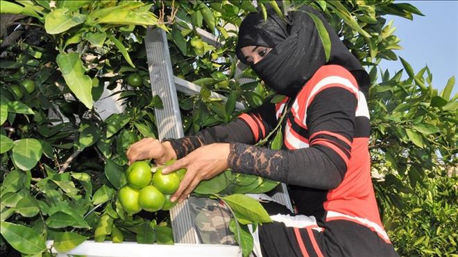 HATAY´DA ERKENCİ CİNS MANDALİNA HASADI BAŞLADI