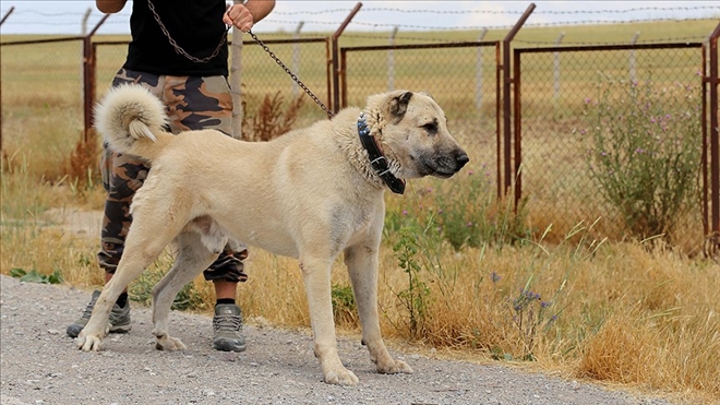 İTALYA´DA KURT SALDIRILARINA KARŞI KANGAL KÖPEĞİ ÖNERİSİ