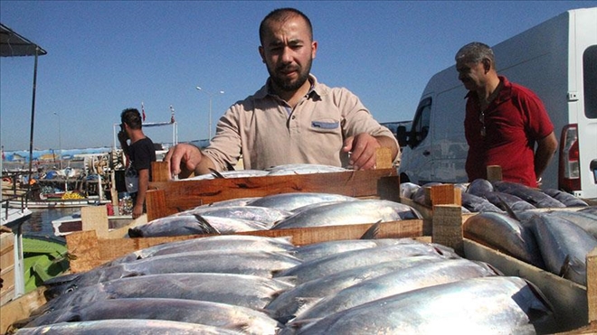 KARADENİZ´DE PALAMUT BOLLUĞU YAŞANIYOR