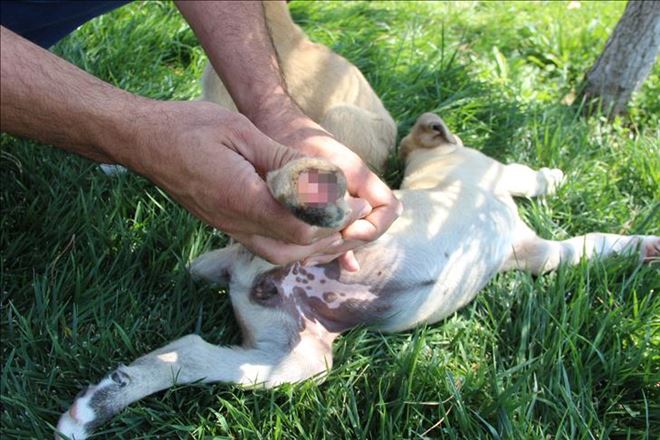 AYAKLARI KESİLMİŞ İKİ KÖPEK YAVRUSUNUN TEDAVİLERİ TAMAMLANDI