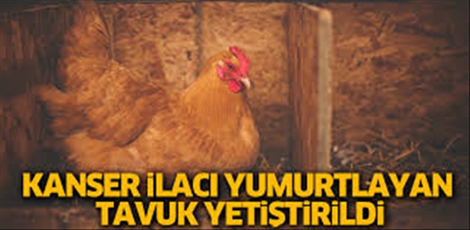 ´Kanser ilacı yumurtlayan´ tavuklar yetiştirildi!