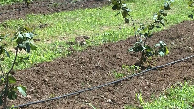  Su tasarrufu yapan çiftçiye devlet desteği