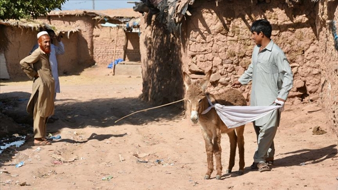 Pakistan Çin´e eşek satacak