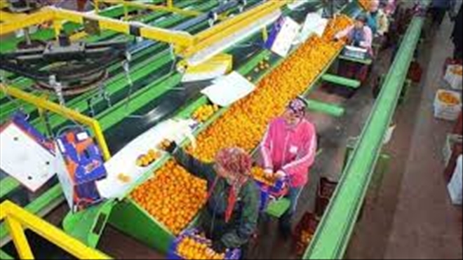 Tarım Ürünleri İhracatı Hedefi 40 Milyar Dolar