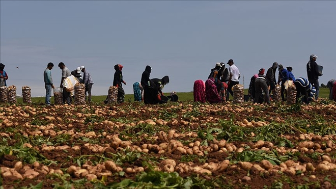 Patates hasadı başladı..