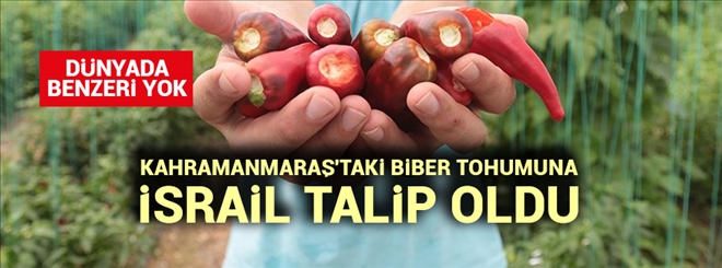 Kahramanmaraş´taki ´eşsiz´ biber tohumuna İsrail talip oldu