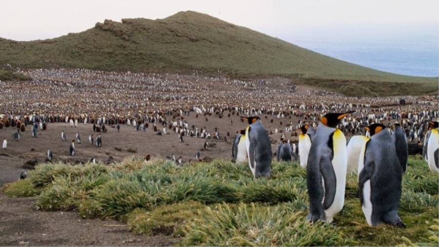 Yaklaşık Bir Milyon Kral Penguen İz Bırakmadan Kayboldu