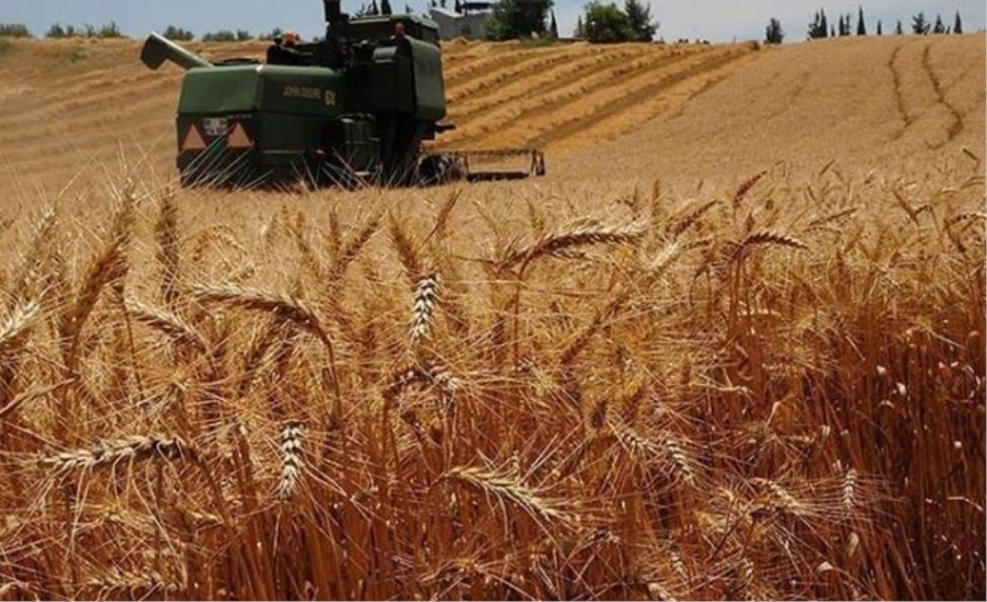 Un ve makarnaya talep artınca TMO’dan piyasaya buğday müdahalesi